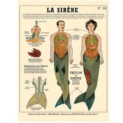 Posters / Tapestry*Boogzel Clothing Anatomy of Mythical Creatures Poster LaSirene