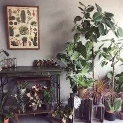 Posters / Tapestry*Boogzel Clothing Cacti and Succulents Vintage Poster