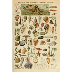 Posters / Tapestry*Boogzel Clothing Mollusques Vintage Poster