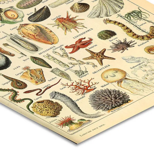 Posters / Tapestry*Boogzel Clothing Mollusques Vintage Poster